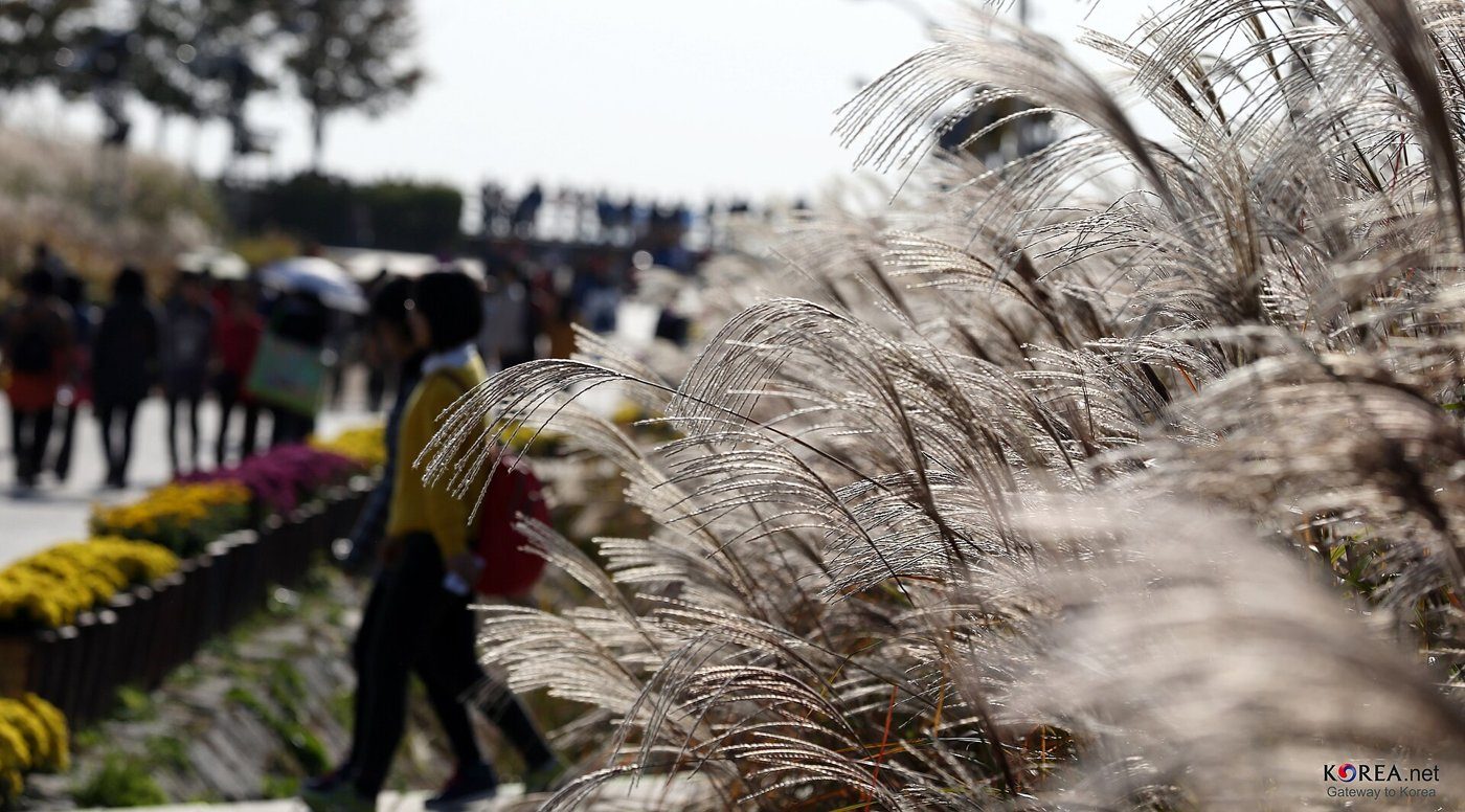 Silver grass at Haneul Park